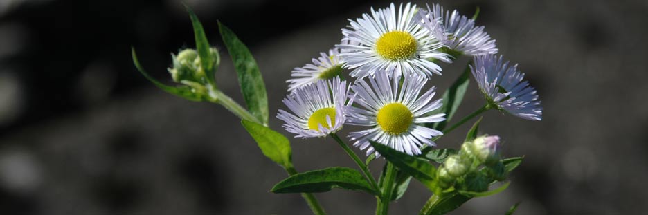 Erigeron / Einjähriges Berufskraut