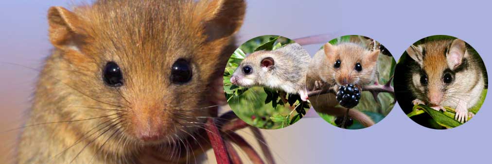 schlafmäuse gesucht - Verein Minimus
